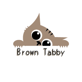 Brown Tabby
